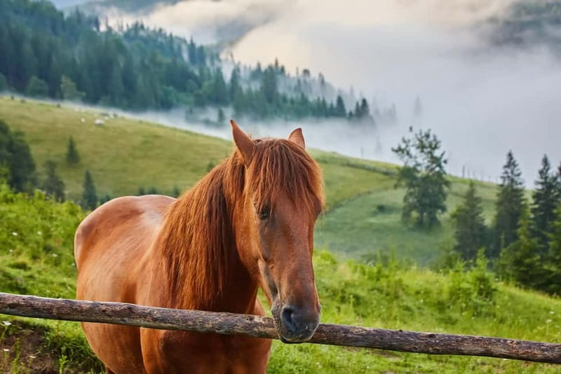 1 Day Horse Riding Adventure in Borjomi Mountains - From Tbilisi to Likani in the morning