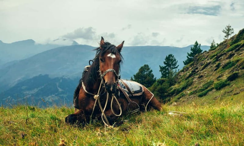 1 Day Horse Riding Adventure in Borjomi Mountains - Four to five hours through Borjomi-Kharagauli