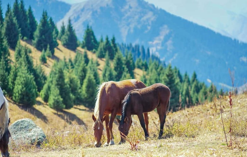 1 Day Horse Riding Adventure in Borjomi Mountains - Seasons, timing, and practical planning