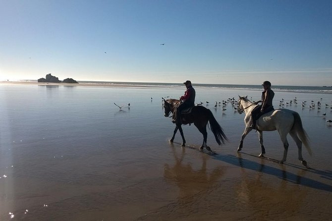 1 day horseback ride with lunch - Eucalyptus and mimosa forest on horseback