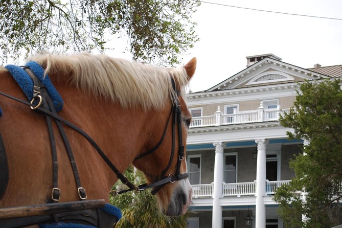#1 Historical Horse Drawn Carriage Tour - Meeting the blue carriage and its gentle horse