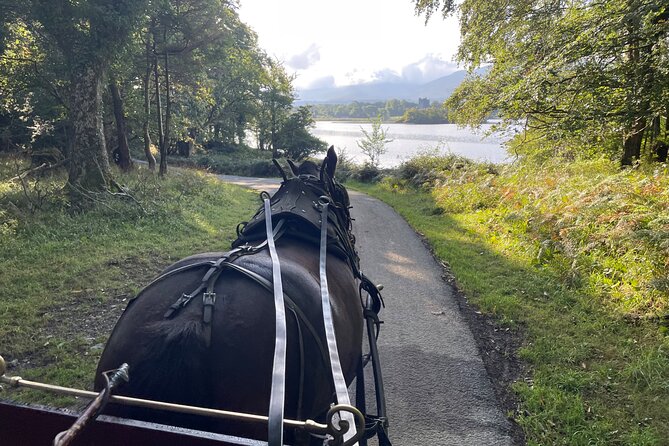 1 Hour Guided Carriage Tour in Killarney National Park - Is $48.06 good value for one hour?