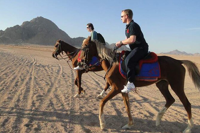 1 Hour Guided Horse Riding Activity in Sharm El Sheikh - Meeting the horses and handlers