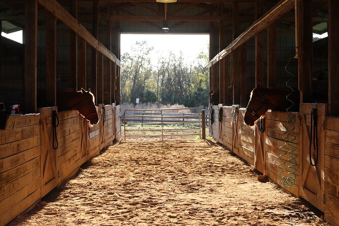 1 Hour Guided Horseback Trail Ride Rock Springs Run State Reserve - From the Orlando area to Rock Springs Run