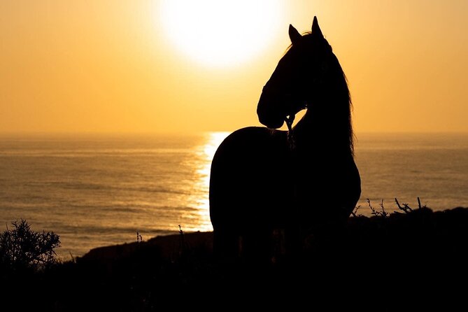 1 hour horse ride on the beach of essaouira - Matching the horse to your ability