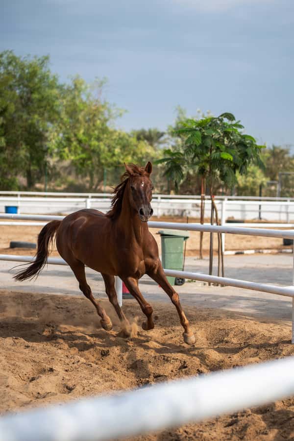 1 Hour Horseback Dubai Desert Park Ride - From ghaf forest to open Dubai dunes