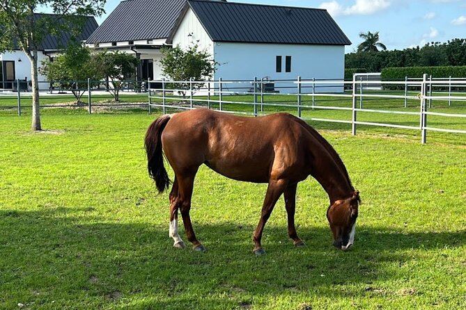 1 hour of ATV + 1 hour horse ride-- free videos and pictures - The advertised $100 requires careful reading