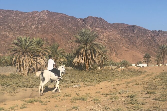 1 Hour Private Horse Riding in Madinah - At a glance