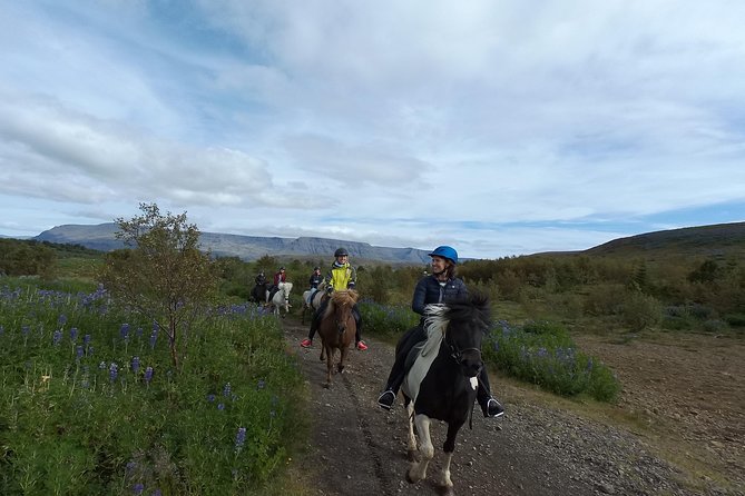 1+ hour Private Horse riding tour from Reykjavík/Mosfellsbær - Meeting Icelandic horses at the Mosfellsbær stable