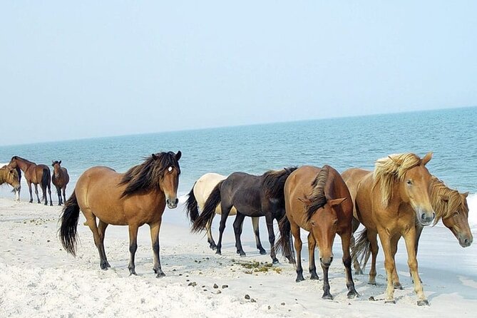 1-Hour Private Party Assateague Island Pony Cruise in Ocean City - A short cruise with a wild-horse goal