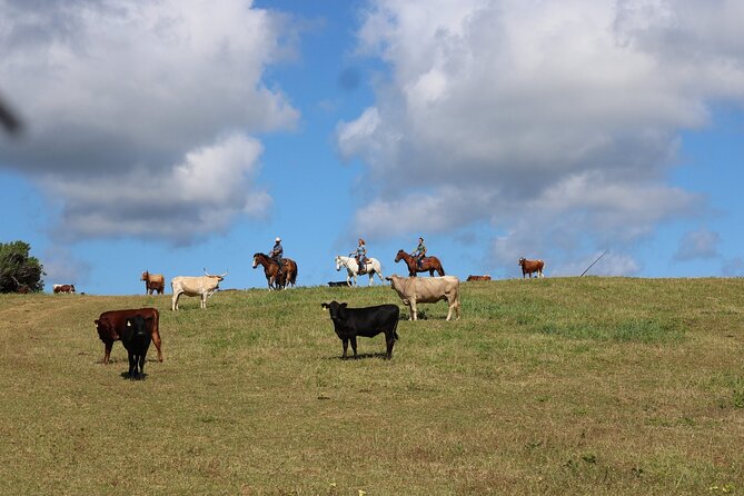 1 Hour Scenic Horseback Ride - Who should book this ride?