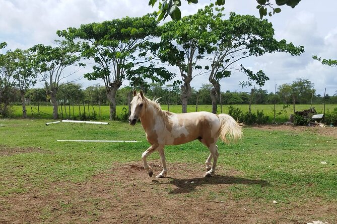 2-Hour Horseback Riding Tour at Sunset from Punta Cana - FAQ