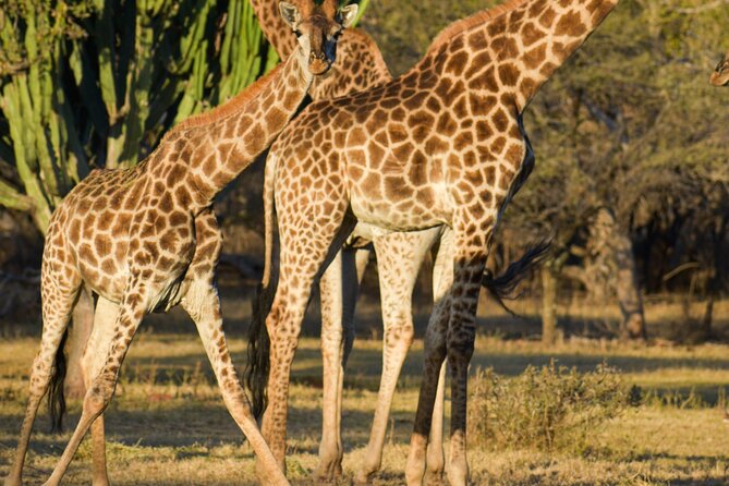2-Hour Horseback Safari in Hartbeespoort - The first hour: watching wildlife from the saddle
