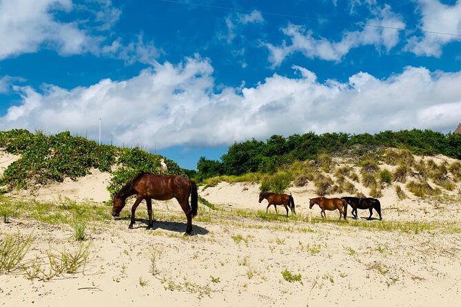 2-hour Outer Banks Wild Horse Tour by 4WD Truck - What the two-hour Corolla horse tour is really like