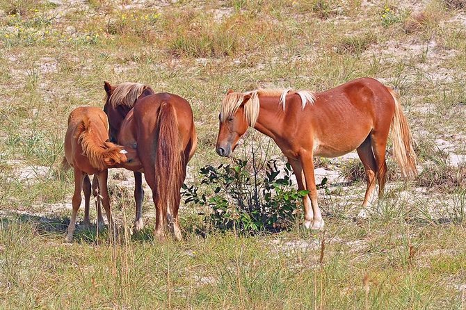 2-hour Outer Banks Wild Horse Tour by 4WD Truck - Riding the four-wheel-drive beach