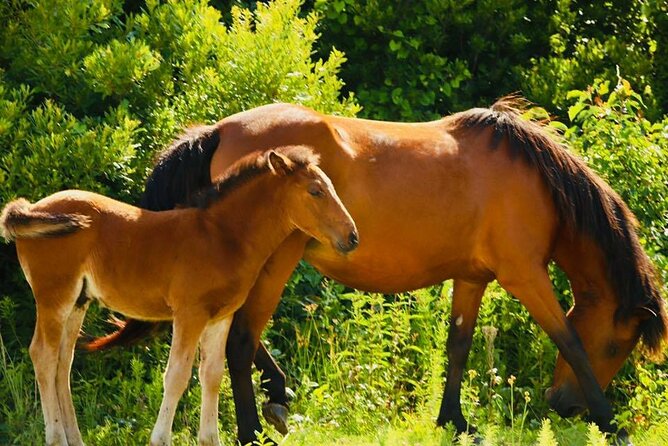 2-hour Outer Banks Wild Horse Tour by 4WD Truck - Looking for horses in the conservation area