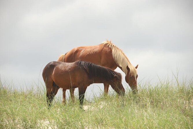 2-hour Outer Banks Wild Horse Tour by 4WD Truck - Photo stops along the beach and dunes