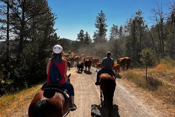 2 Hour Trail Ride in Montana Ranch Country - Key points to know before you ride