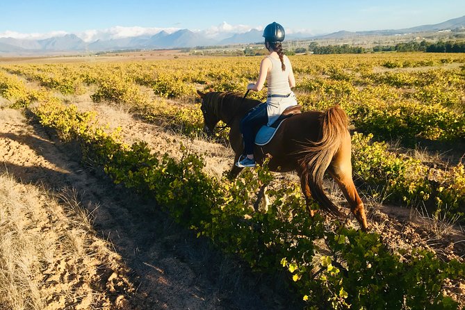2 Hour Vineyard Trail Ride - The big-cat sanctuary is a separate stop