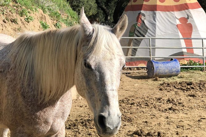 2 Hour Wildflower Horseback Trail Ride experience in Agoura Hills - Photos, phones, and trail manners