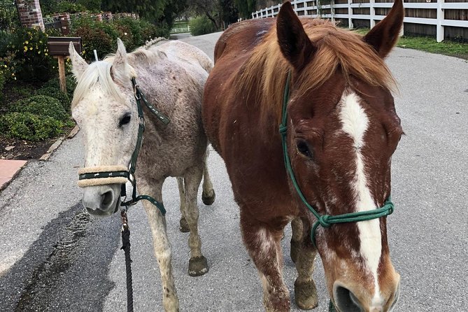 2 Hour Wildflower Horseback Trail Ride experience in Agoura Hills - Who will enjoy this Agoura Hills ride