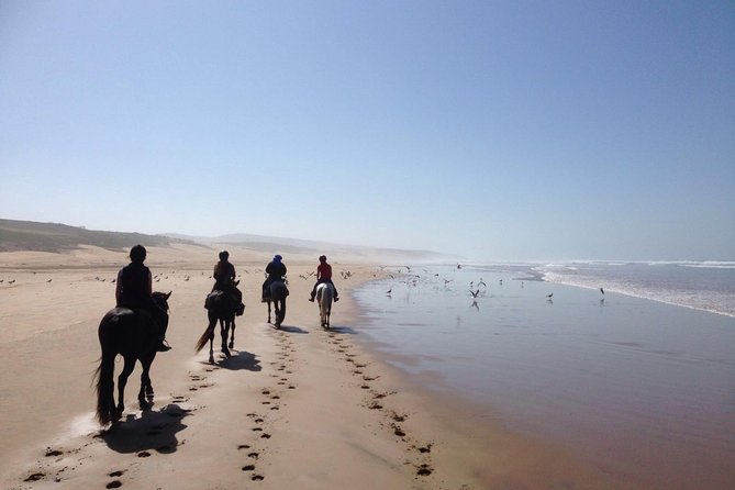 2 hours horse ride beach and dunes in Essaouira Morocco - Choosing the right horse and riding level