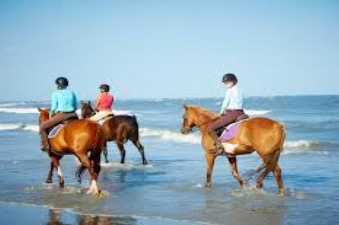 3-Hour Swim with Horses and Romantic Dinner from Hurghada hotels - The Short Horse Swim in the Red Sea