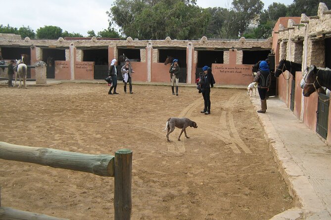 3 hours horse riding in Essaouira, beach, forest and dunes - What the $75.49 price really covers