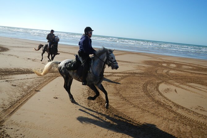 3 hours horse riding in Essaouira, beach, forest and dunes - Who will enjoy this ride most