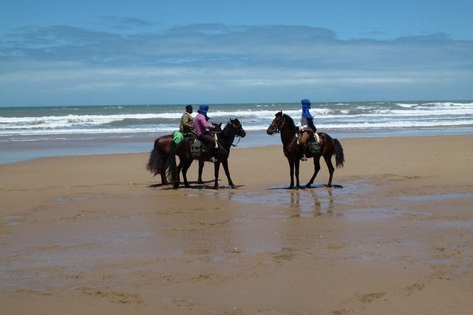 3 hours horse riding in Essaouira, beach, forest and dunes - Getting settled on an Arabian-Barb horse