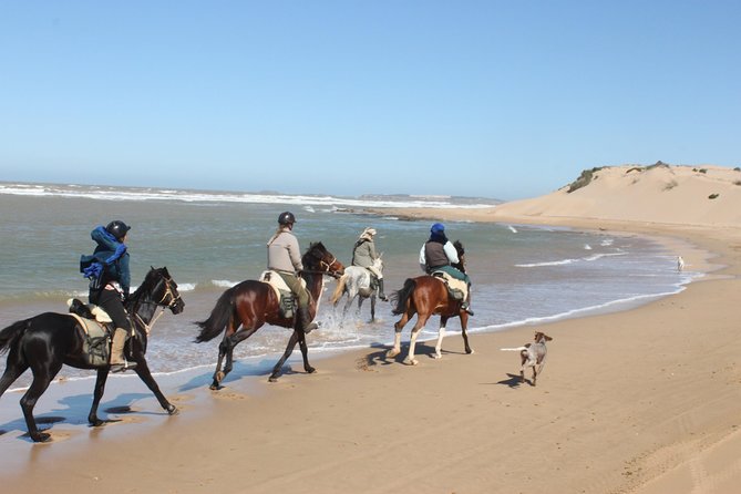 3 Hours Horse Riding with Dinner and Overnight Berber Camp - The return through eucalyptus and mimosa
