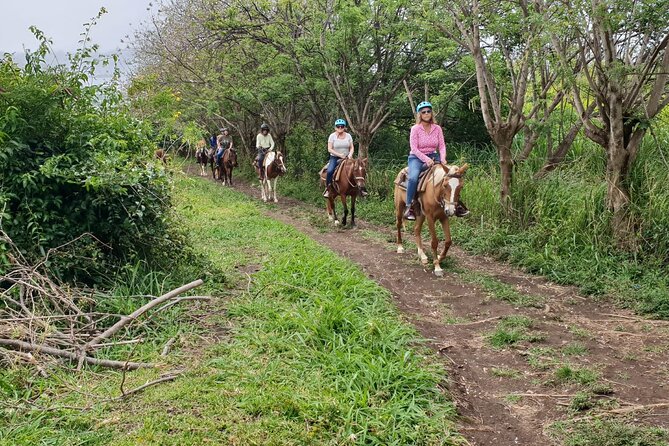3 Hours Horseback Riding from Nature Trails to Sofa Stone - From pickup in Basseterre to the stable