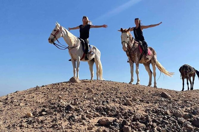 3 Hours Swimming By Horse in Red Sea Riding on the Beach and Dessert - Hurghada - Swimming with the horse in the Red Sea