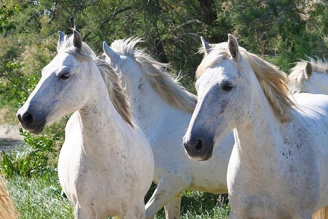 4x4 Camargue Safari 4h - Departure from Arles - Is $71.35 a fair price?