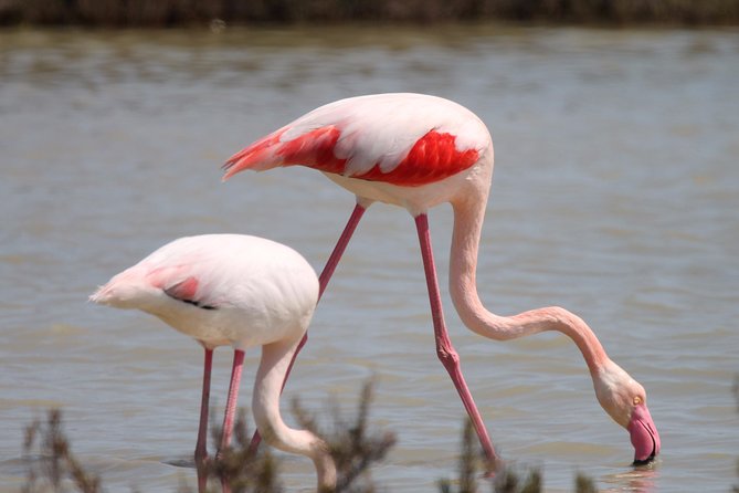 4x4 Camargue Safari 4h - Departure from Arles - What you may see along the 4x4 route