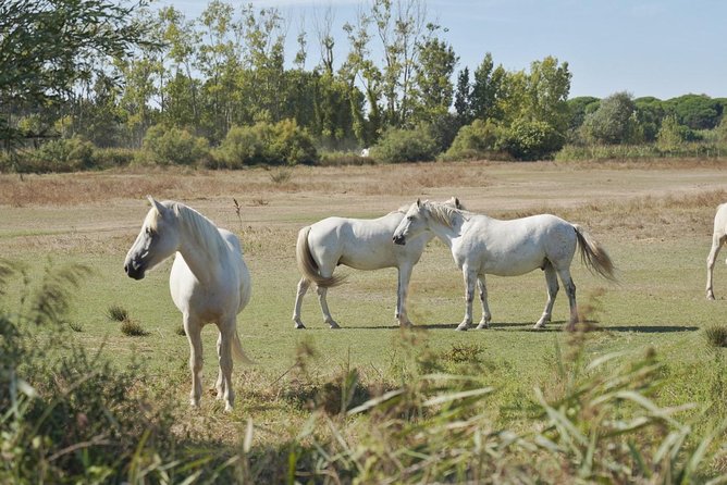 4x4 Camargue Safari 4h - Private Tour - Departure from Arles - Why a 4x4 is a good way to see the Camargue