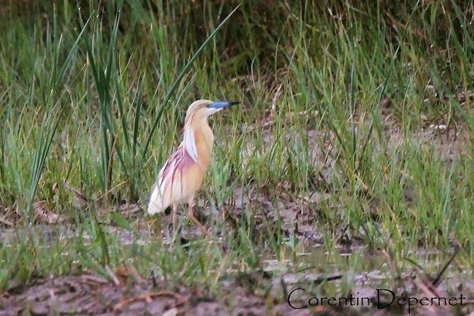 4x4 Camargue Safari 4h - Private Tour - Departure from Arles - The 30-minute stop at Saintes Maries de la Mer