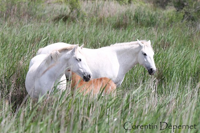 4x4 Camargue Safari 4h - Private Tour - Departure from Arles - Who will get the most from this experience