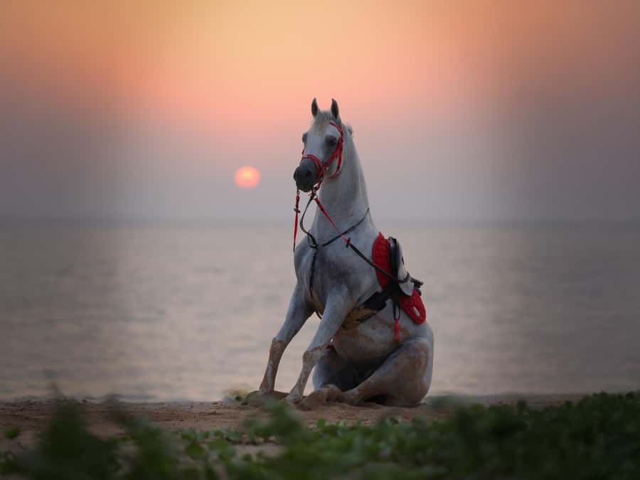 Abu Dhabi: Hudairiyat Island Horse Riding Experiences - What your 30 minutes on the island may feel like