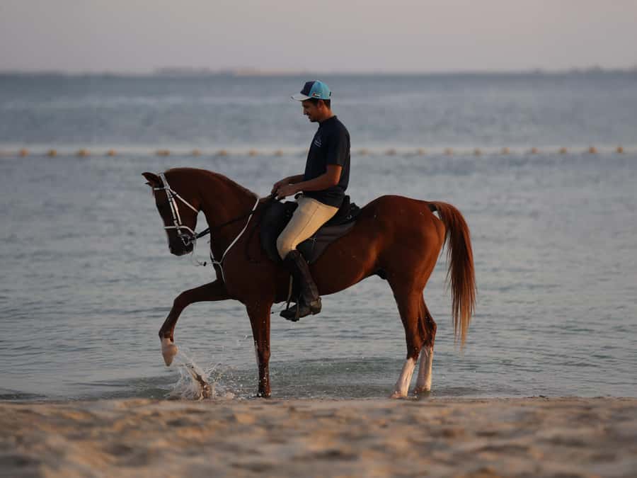 Abu Dhabi: Hudairiyat Island Horse Riding Experiences - Swimming with horses and the seasonal catch