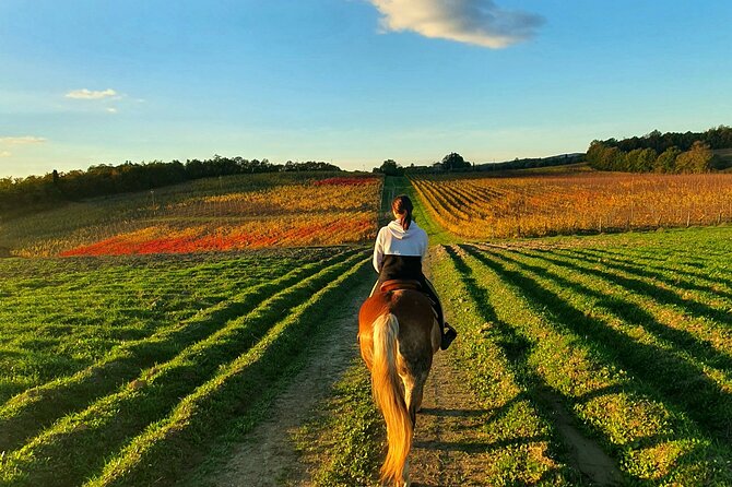 Adventure on horseback in the Tuscan countryside - The possible wine tasting