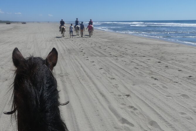 Afro-Mex Village Experience -Horseback Ride -Turtle Hatch & Crocs - The baby turtle release, with an important condition