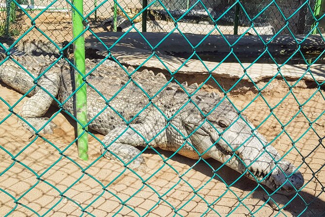 Afro-Mex Village Experience -Horseback Ride -Turtle Hatch & Crocs - What the guides add to the day