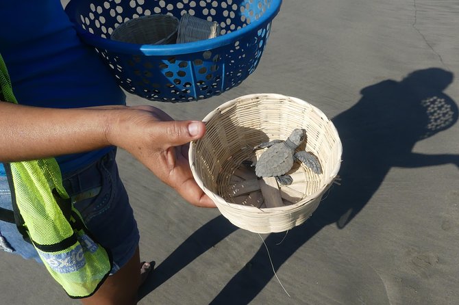 Afro-Mex Village Experience -Horseback Ride -Turtle Hatch & Crocs - Getting to Playa de Barra Vieja by minivan