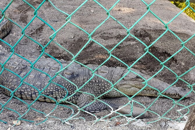Afro-Mexican Village: Horseback Beach Ride, Crocs & Cliff Diver - Should you book it?