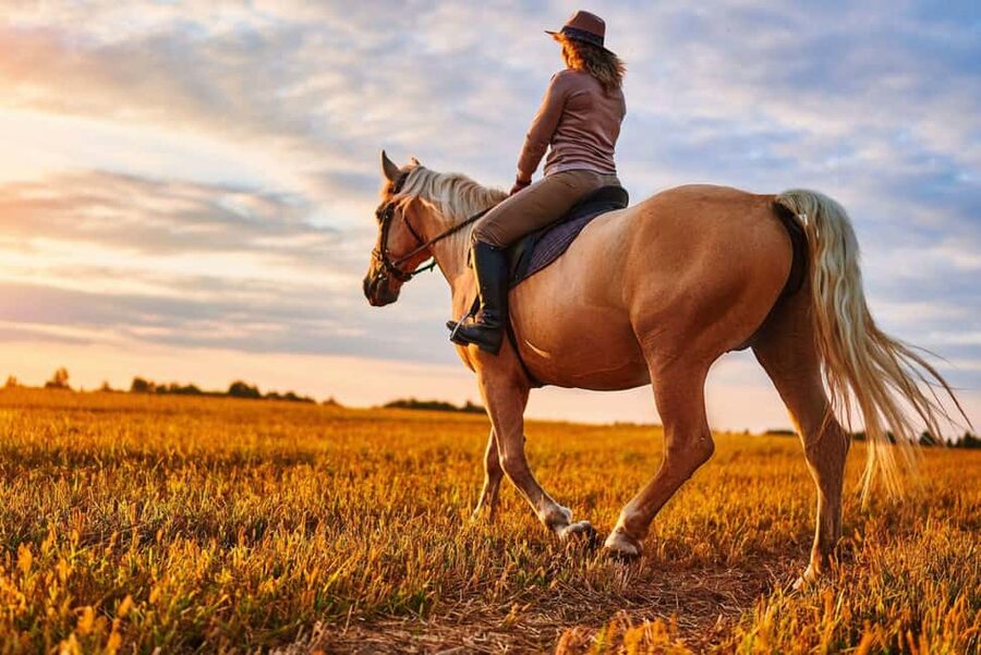 Agadir: Forest and Sand Dunes Guided Horse Riding - Eucalyptus trees and the first part of the ride