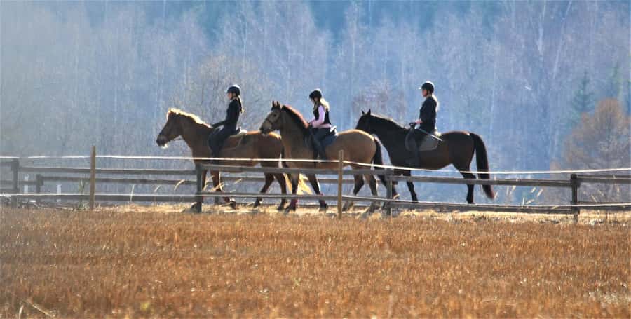 Agadir/Taghazout: Horse Rides Experience With Transfers - How much conversation should you expect?
