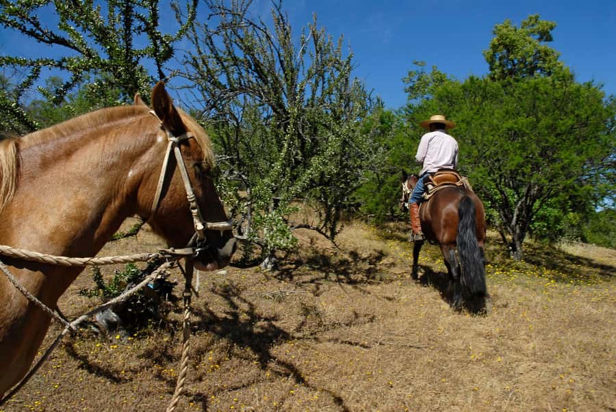 Agadir/Taghazout: Horse Rides Experience With Transfers - Meeting the horses and getting comfortable