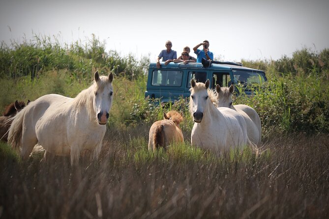 Aigues Mortes: 4x4 photo safari in the Camargue - At a glance