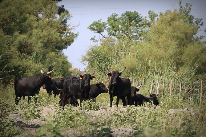 Aigues Mortes: 4x4 photo safari in the Camargue - What the guide adds to the ride